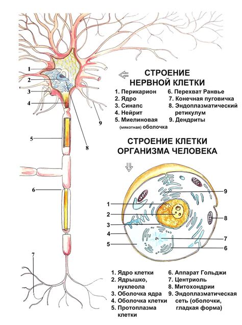 Причины и следствия истощения нервных клеток