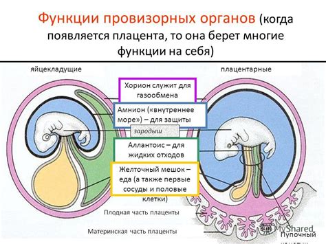 Причины образования колецевидного хориона