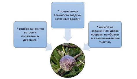 Причины отделения коры от ствола сливы