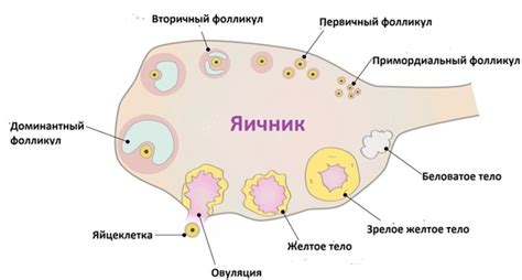 Причины появления выделений, похожих на яичный белок