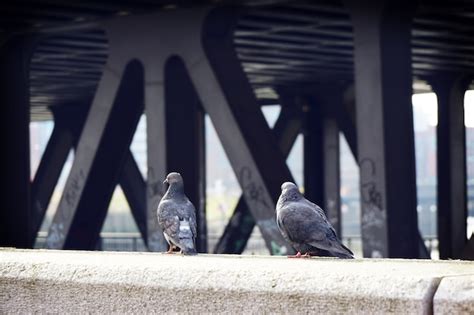 Причины появления коршуна во дворе