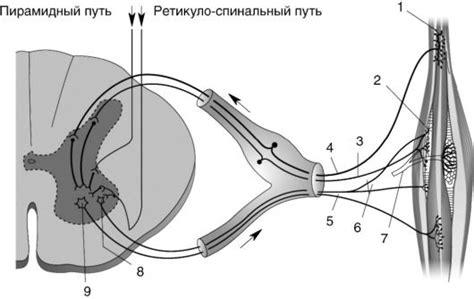 Причины раздражения гипоталамических структур