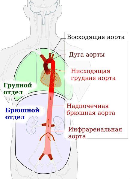 Причины расширения восходящего отдела аорты