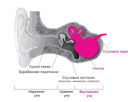 Причины тугоухости 2 степени