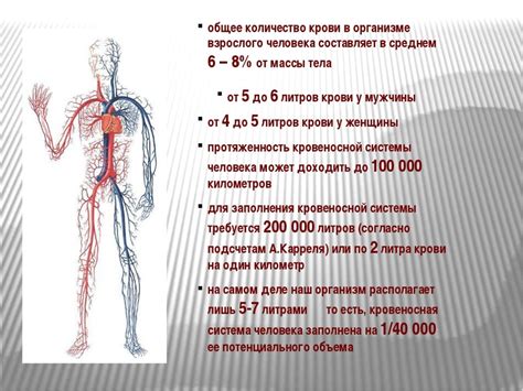 Причины увеличения объема крови в организме человека