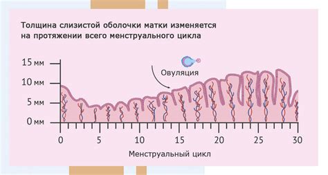 Причины увеличения толщины эндометрия до 15 мм