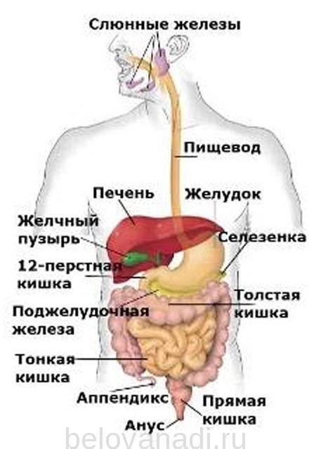 Проблемы, связанные с пищеварительной системой