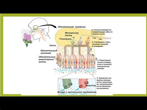Проблемы обонятельных клеток и их решение