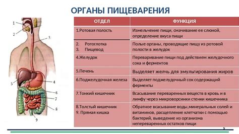 Проблемы пищеварительной системы и их влияние на тошноту и слабость