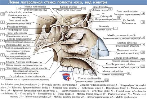 Проблемы с носовой полостью