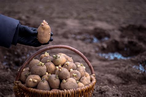 Прогревание и закаливание семян: увеличение урожайности и качества семенного материала