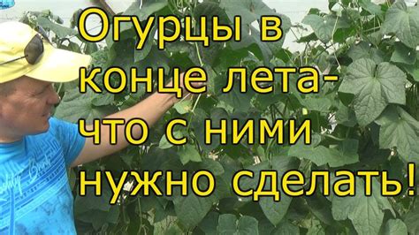 Продление плодоношения