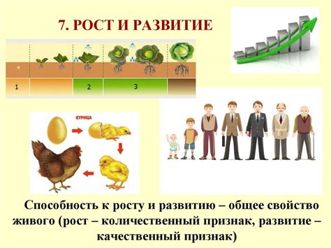 Продолжение после прощительного действия: рост и развитие