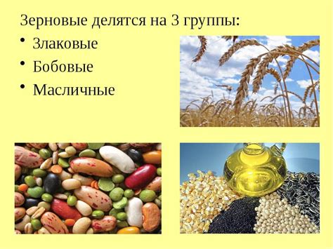 Продукты растительного происхождения в рационе кота