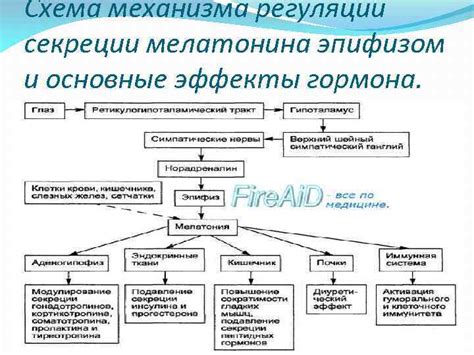 Продукция гормона мелатонина эпифизом