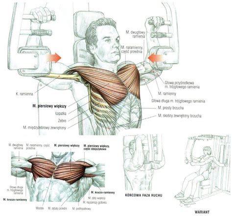 Проекция нижней части груди