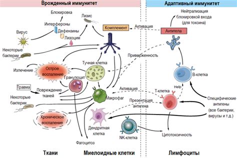 Производство антител: механизмы активации иммунной системы