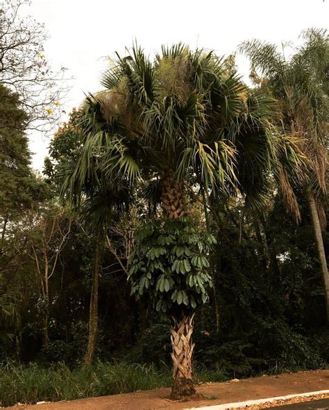 Производство Copernicia cerifera cera