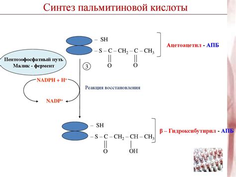 Происхождение полезных жирных кислот