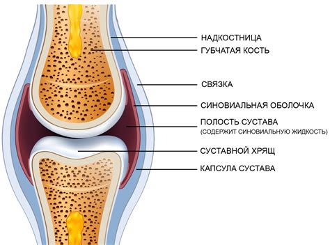 Происхождение хондроитина