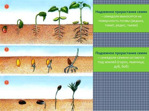 Прорастание зародыша и развитие полного растения