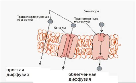 Простая диффузия и облегченная диффузия: что их отличает?