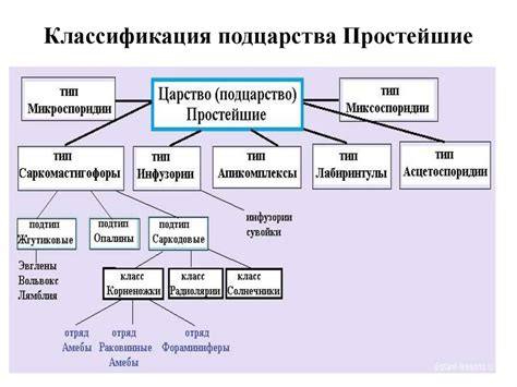 Простейшие: определение и классификация