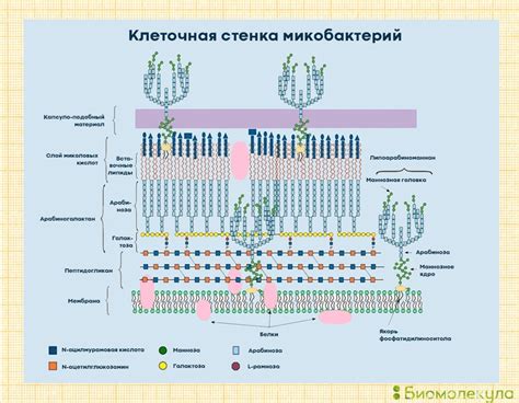 Протеины в клеточной стенке