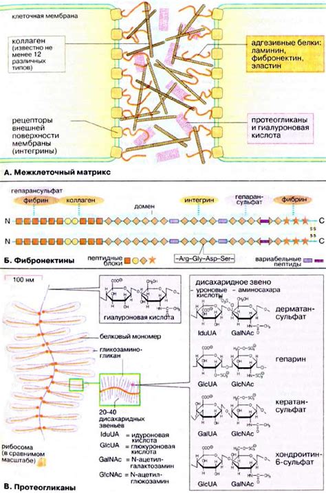 Протеогликаны: ключевые компоненты межклеточного пространства