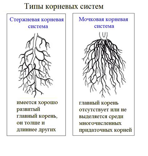 Противопоставление листьев и корней