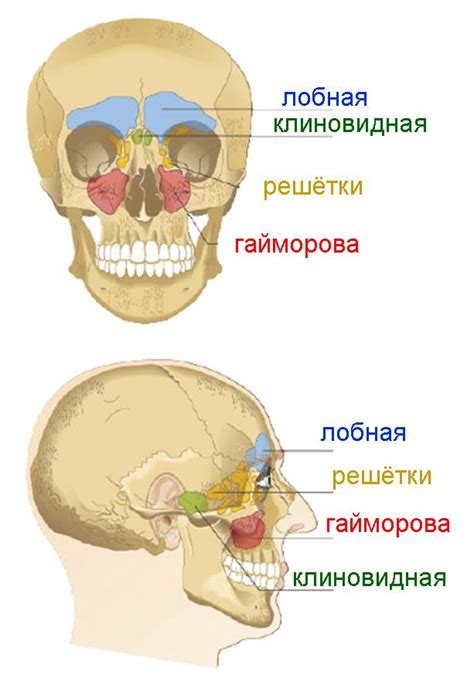 Профилактика заболеваний верхней стенки пазухи