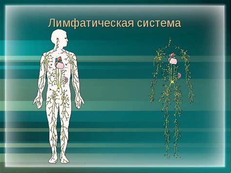 Профилактика заболеваний лимфатической системы