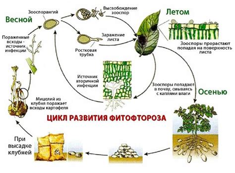 Профилактика и обработка почвы