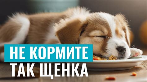 Профилактика отравления для щенка