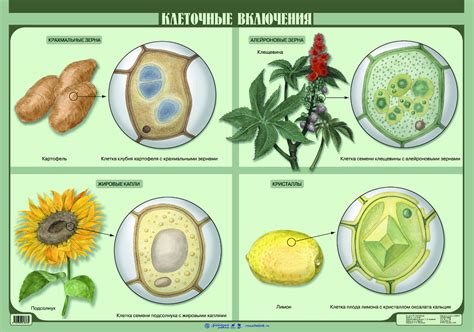 Процессы, в которых участвуют клеточные включения растений