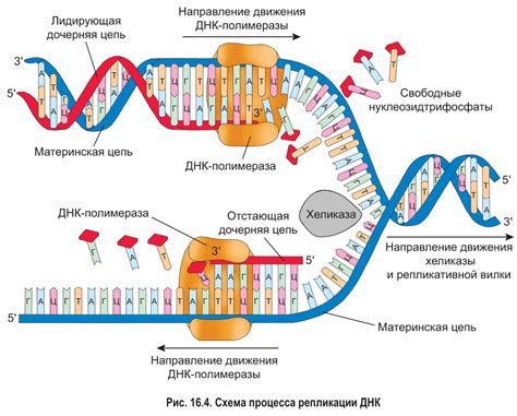 Процессы биосинтеза и репликации нуклеиновых кислот