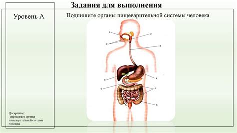 Процессы в пищеварительных клетках энтодермы