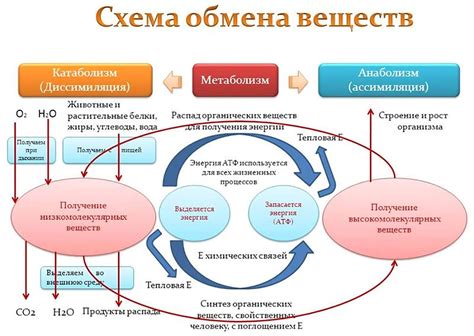 Процесс ассимиляции и утилизация органических веществ