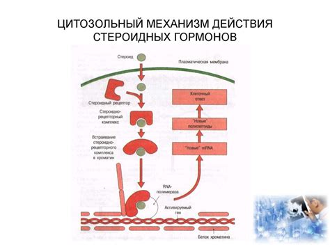 Процесс выделения гормонов