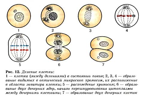 Процесс деления клетки