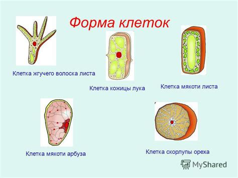 Процесс образования белых прожилок в мякоти арбуза