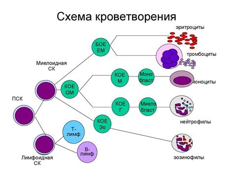 Процесс образования крови в красном костном мозге