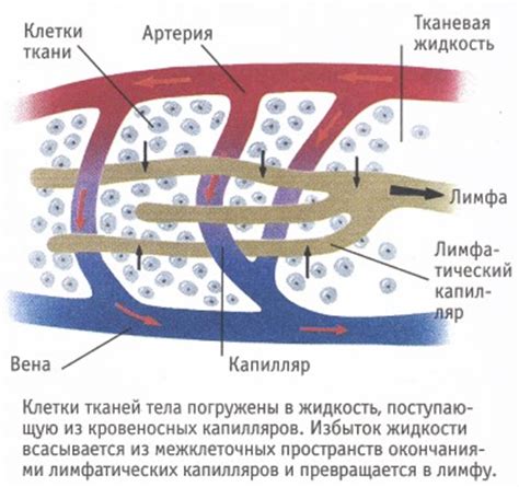 Процесс образования лимфы у животных