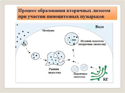 Процесс образования пузырьков