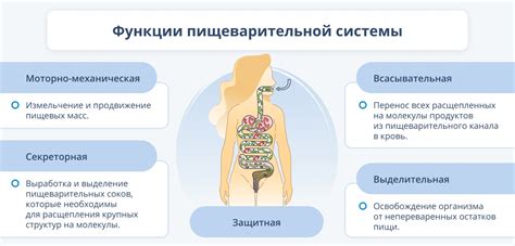 Процесс переваривания