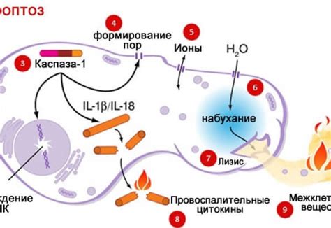 Процесс разрушения жировых клеток