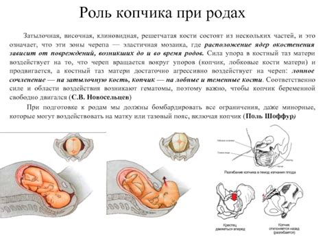 Процесс рождения и роль копчика