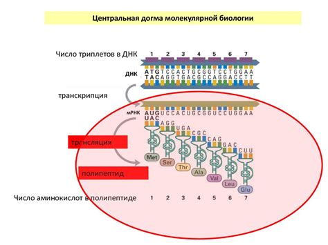 Процесс трансляции