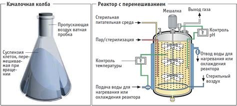 Процесс ферментации браги