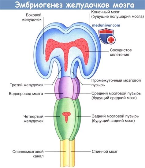 Процесс формирования мозга в развитии эмбриона